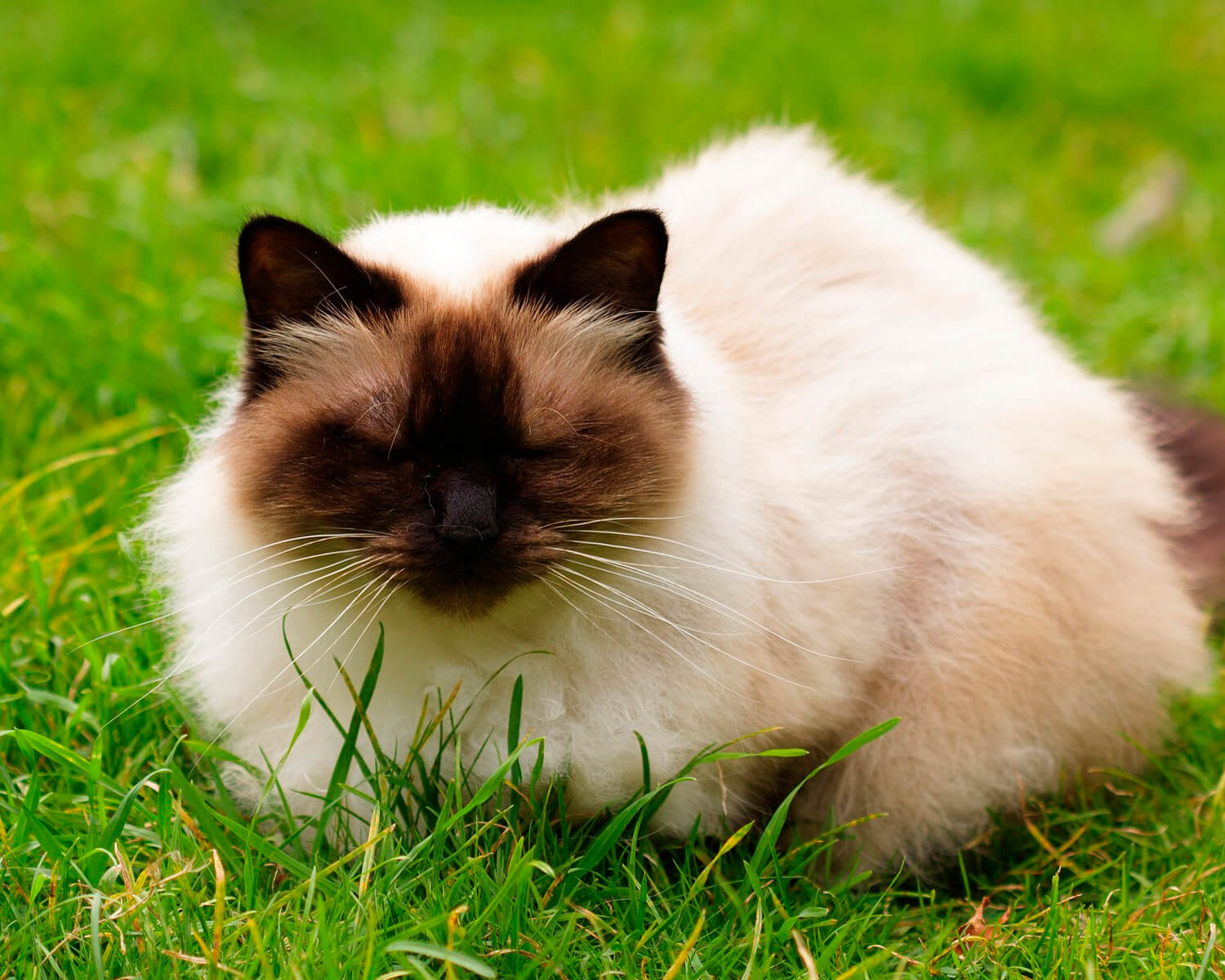 cat breed Himalayas