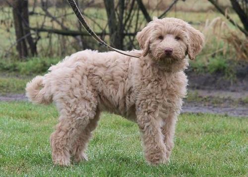 Hypoallergenic (non-allergenic) dog breeds - fact or fiction?