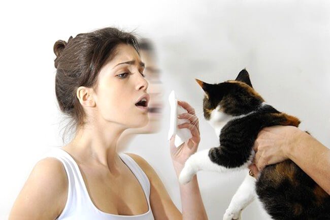 Hypoallergenic cat breeds