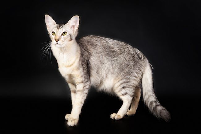 Hypoallergenic cat breeds