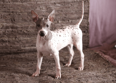 American Hairless Terrier