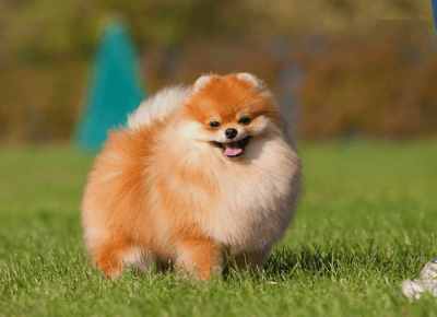 Pomeranian