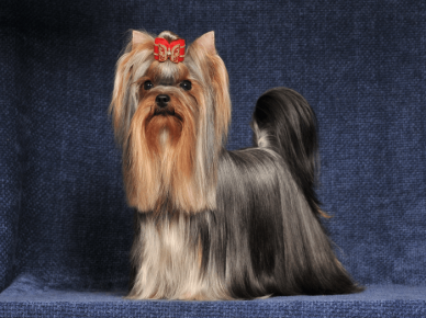 Yorkshire Terrier