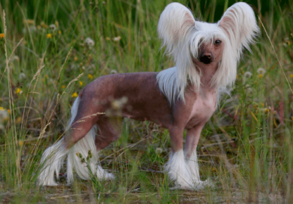 Chinese Crested