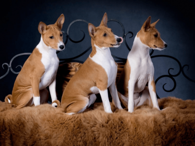 Basenji