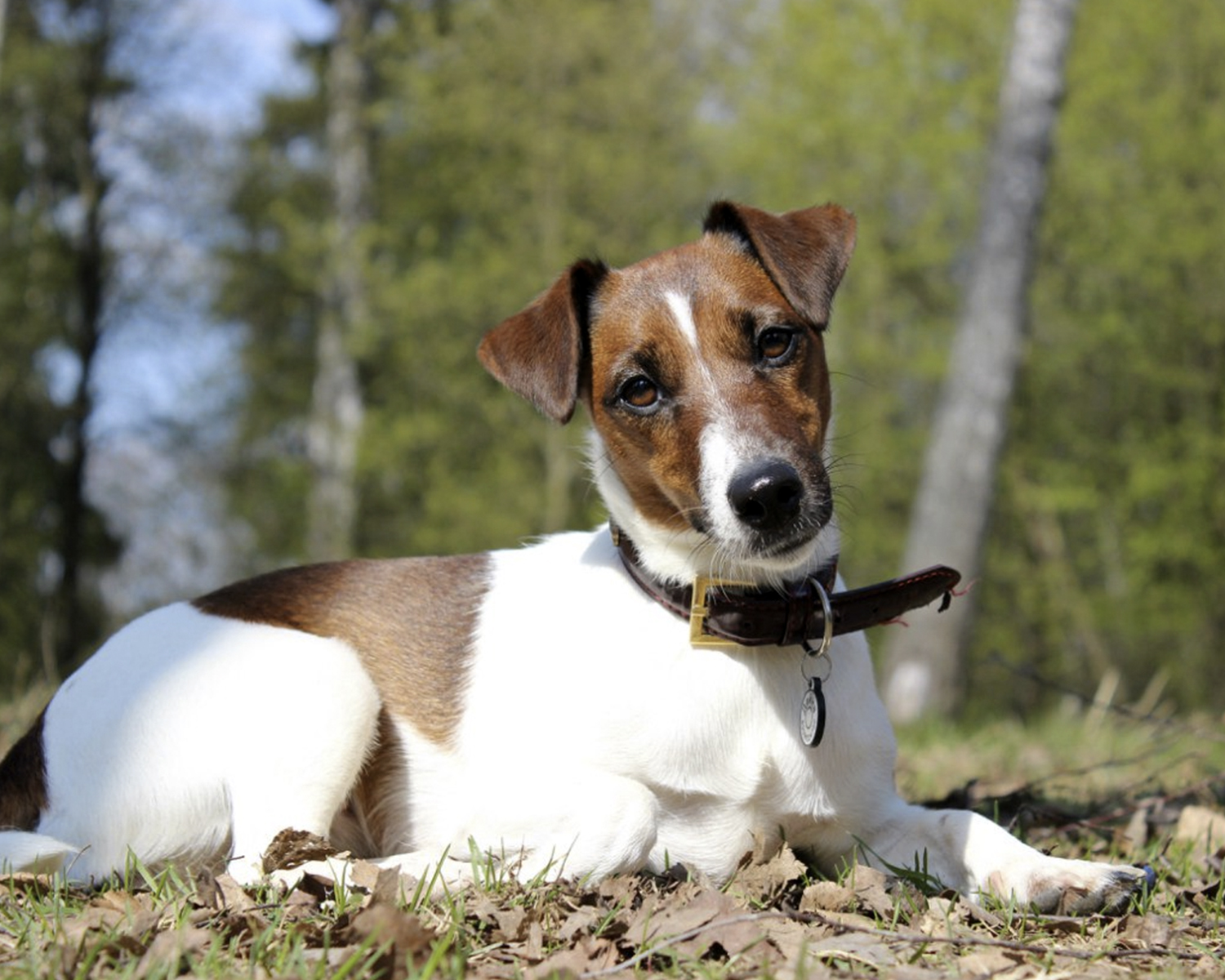 breed smooth-haired fox-terrier