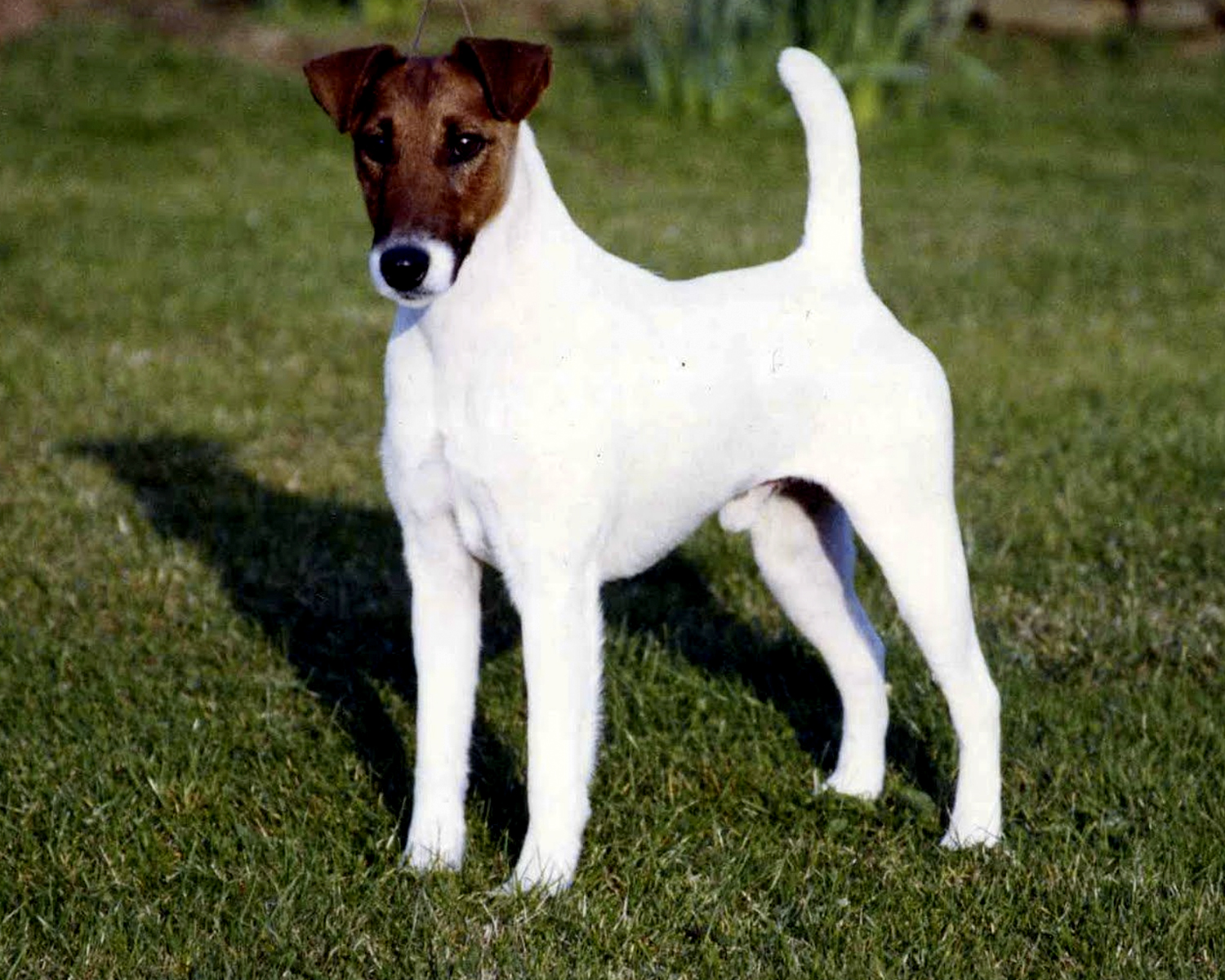 smooth Fox Terrier