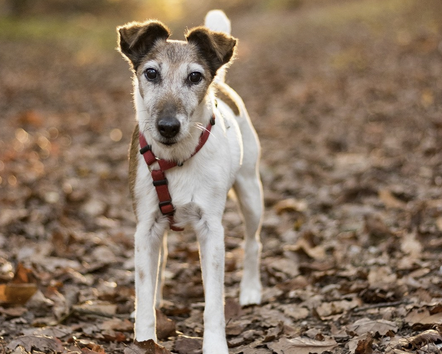 dog smooth-haired fox-terrier