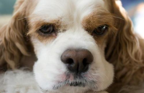 Glaucoma in dogs - symptoms and treatment