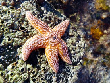 Starfish Asterias