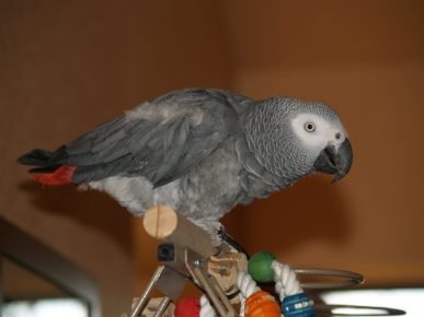 Timosha's Parrot at Home