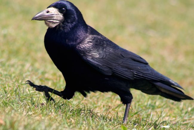 Rook