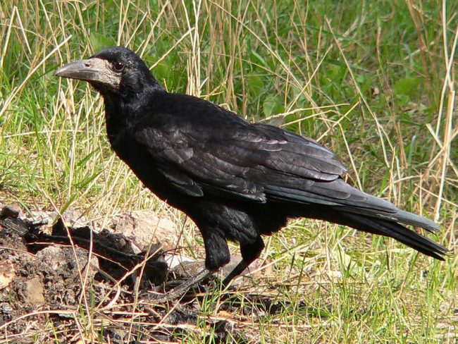 Rook