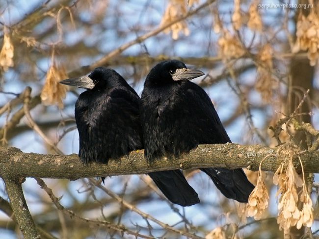 Rook