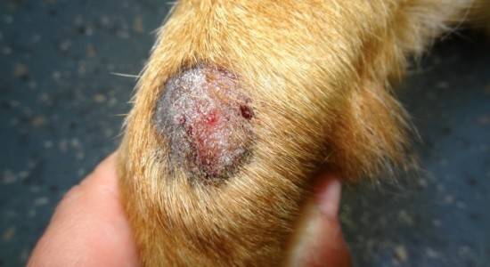 Fungus or dermaphitosis in dogs