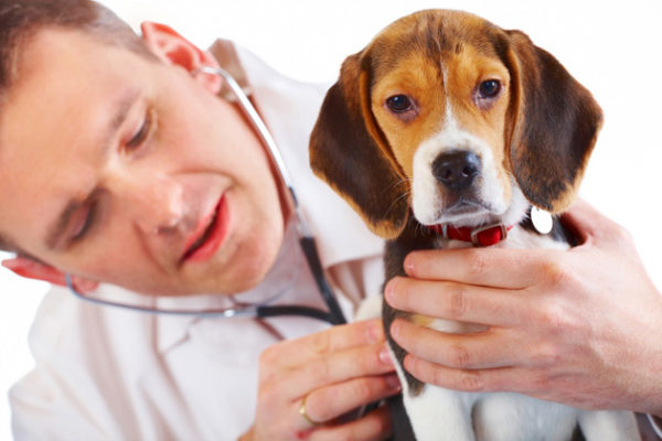 A hernia in a dog read the article