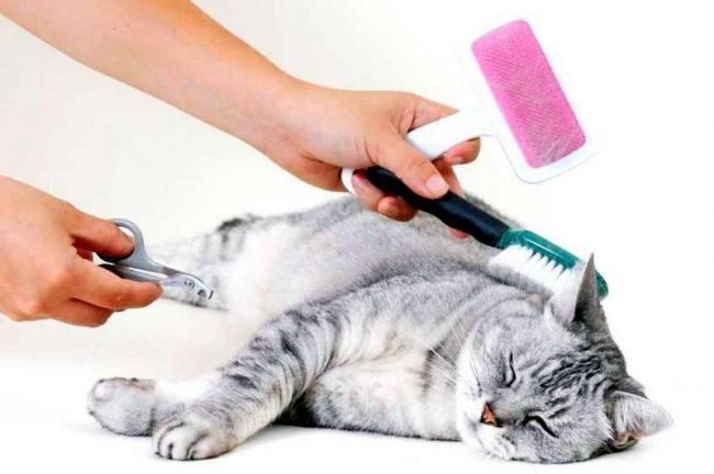 Grooming cats at home