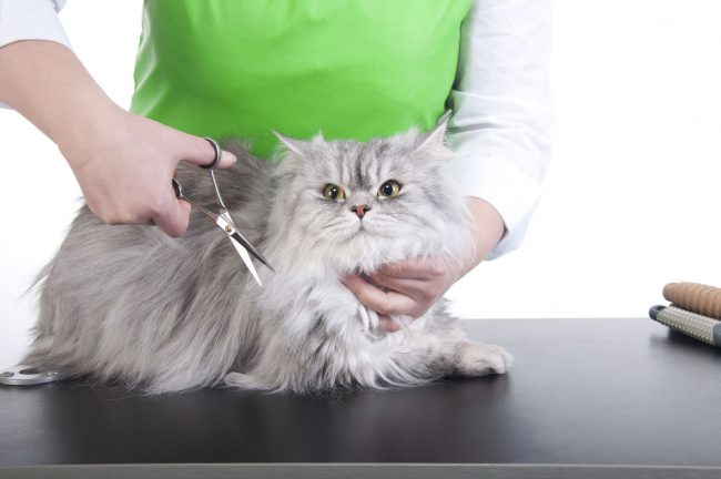 Grooming cats at home