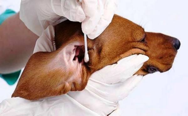 Grooming care for a dog’s ears