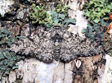 birch moth