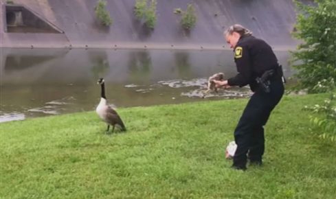 A policeman frees a gosling