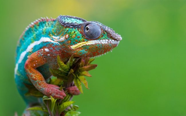 Chameleon