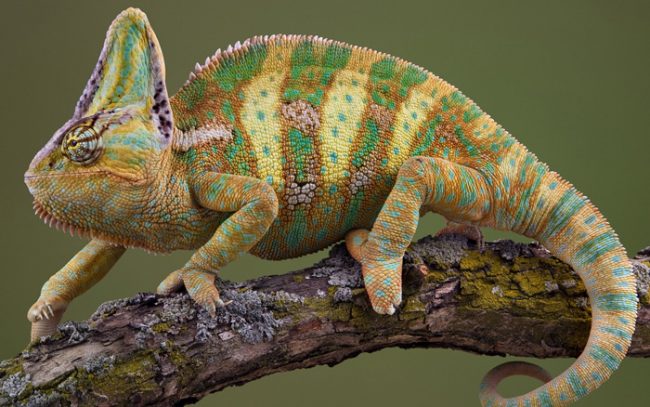 Chameleon