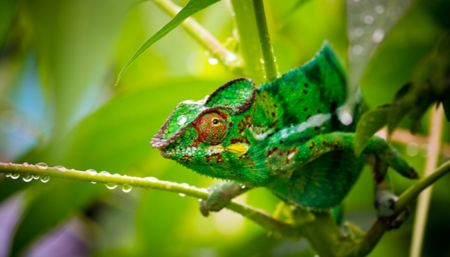 Chameleon