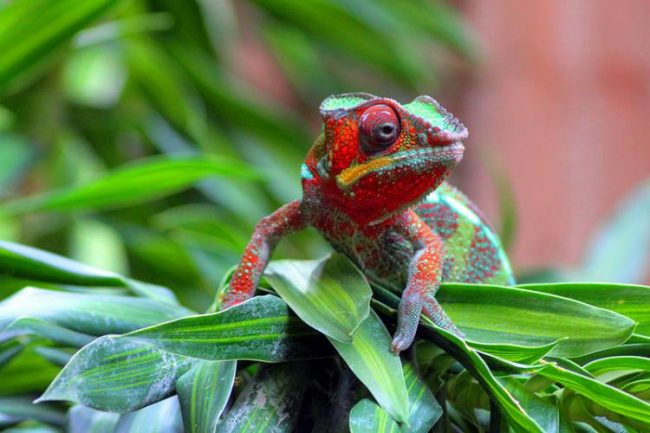 Chameleon