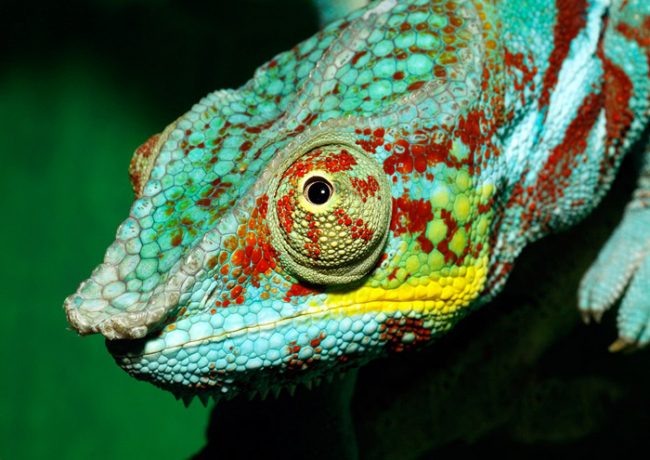 Chameleon