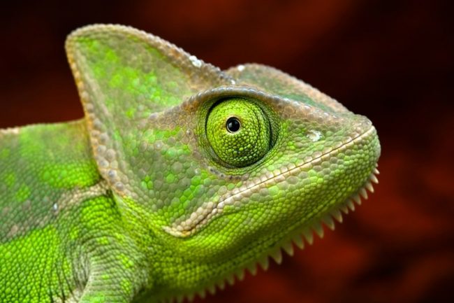 Chameleon