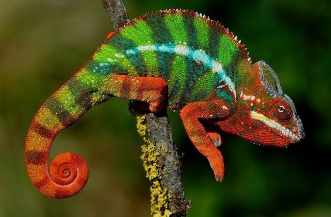 Chameleon