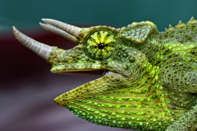 Chameleon