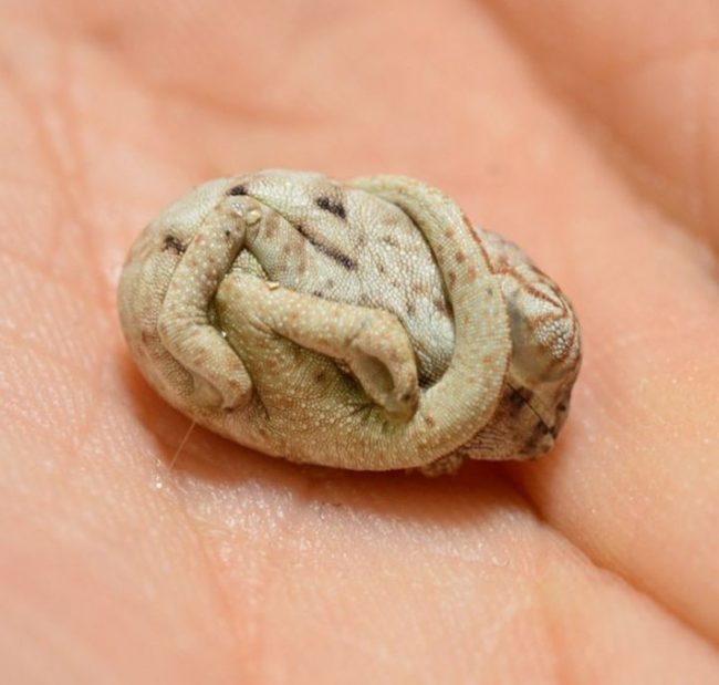 Chameleon