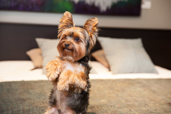 The character of the Yorkshire Terrier read the article