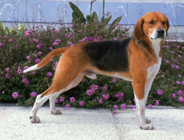 Beagle