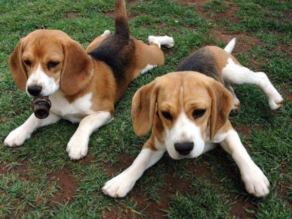Hare puppies