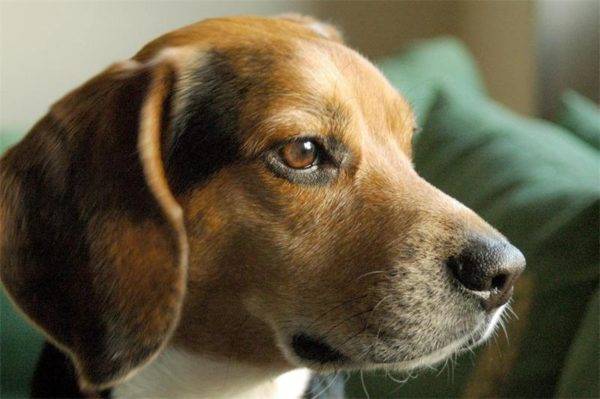 Harrier dog