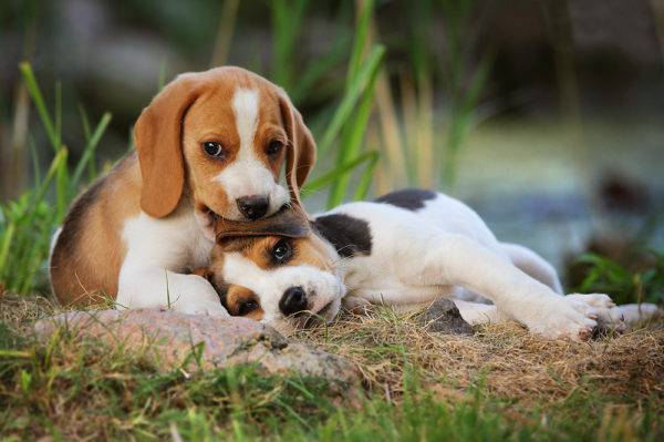 Harera puppies