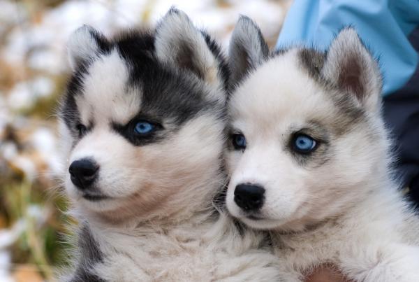 Husky with blue eyes: photo of beautiful puppies and dogs