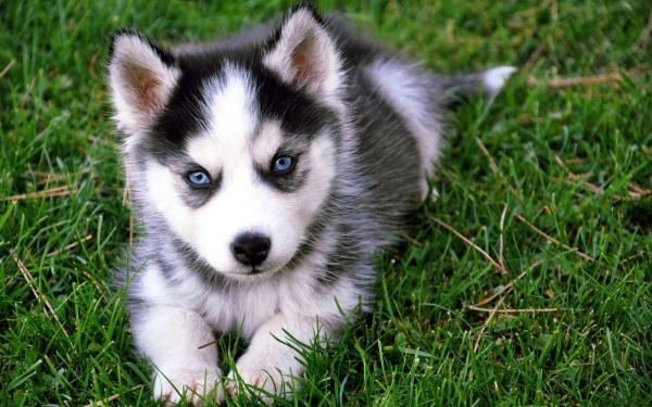 Husky with blue eyes: photo of beautiful puppies and dogs