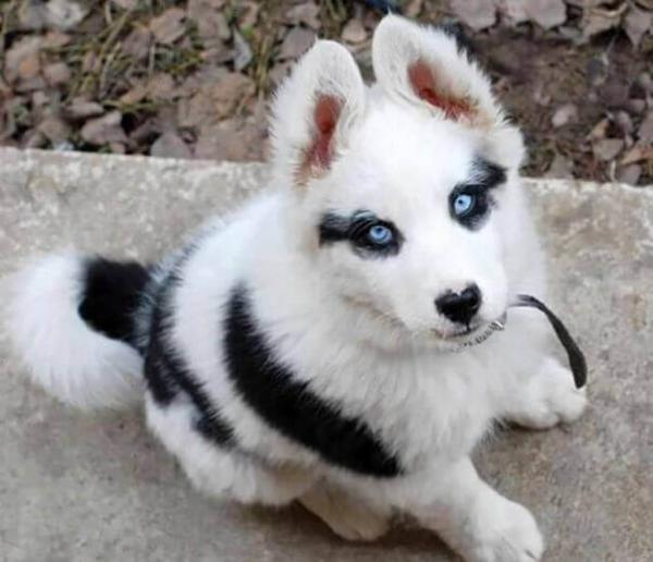 Husky with blue eyes: photo of beautiful puppies and dogs