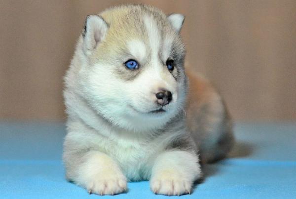 Husky with blue eyes: photo of beautiful puppies and dogs