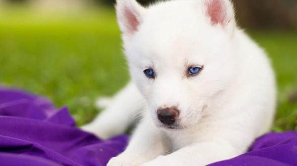 Husky with blue eyes: photo of beautiful puppies and dogs