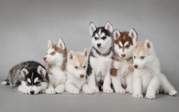 Husky with blue eyes: photo of beautiful puppies and dogs