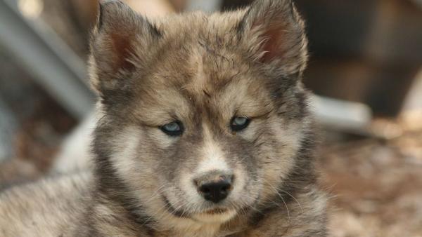 Husky with blue eyes: photo of beautiful puppies and dogs