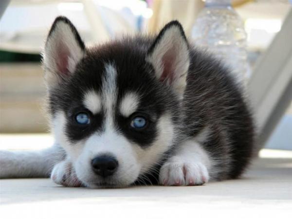 Husky with blue eyes: photo of beautiful puppies and dogs