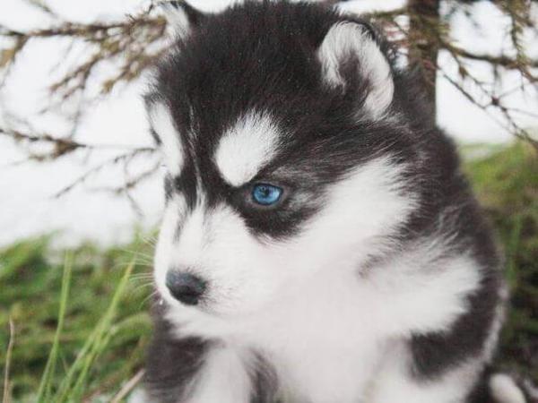 Husky with blue eyes: photo of beautiful puppies and dogs