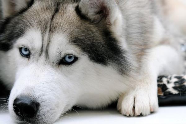 Husky with blue eyes: photo of beautiful puppies and dogs