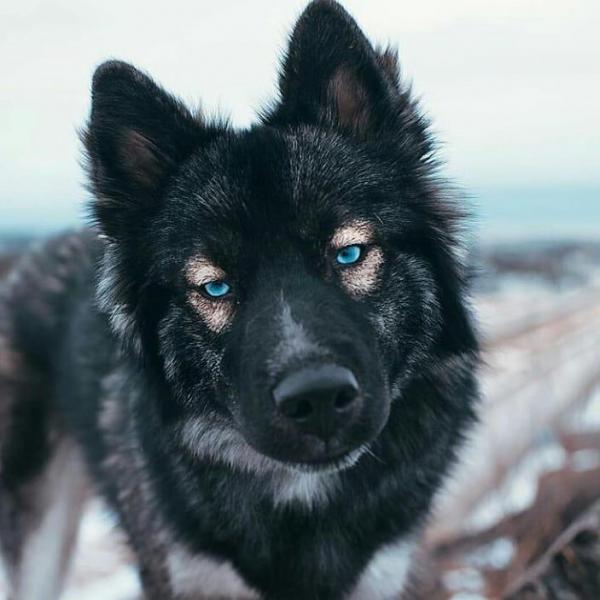 Husky with blue eyes: photo of beautiful puppies and dogs